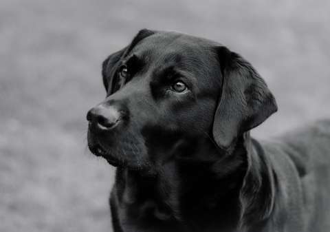La mutación genética relacionada con la obesidad en los perros labradores