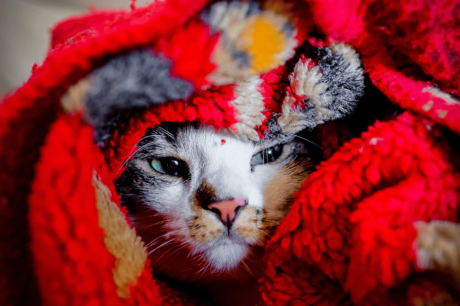 Cuidado con tus gatos en Navidad: esta planta es tóxica para tus peludos