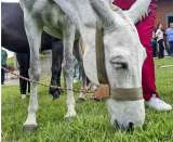 ¿Cómo se llama la cría del burro y la yegua?