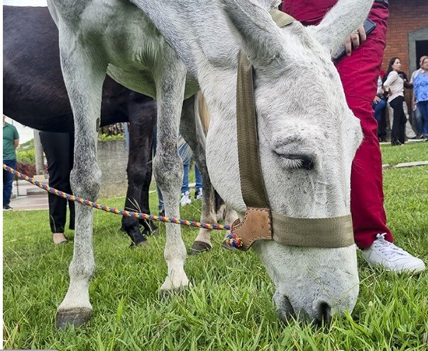 ¿Cómo se llama la cría del burro y la yegua?