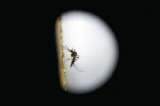 Estudio en ratones evidencia transmisión del zika de madre a feto