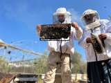 Un apicultor en Gaza lucha para salvar a sus abejas: se fueron por los bombardeos de Israel