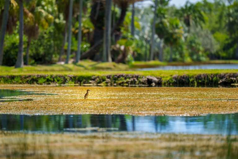 Turismo en Miami, naturaleza, Fairchild Tropical Botanic Garden