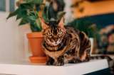 Gatos guardianes: estas son las razas más protectoras con sus dueños