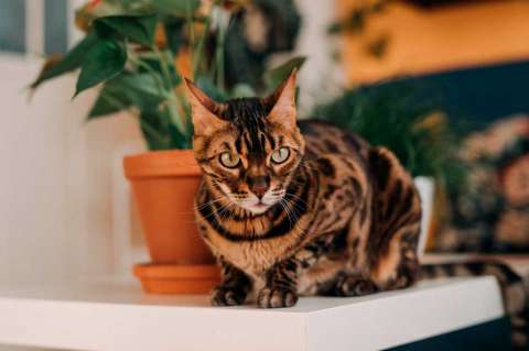 Gatos guardianes: estas son las razas más protectoras con sus dueños