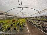 El truco de las plantas para sobrevivir a los días cortos