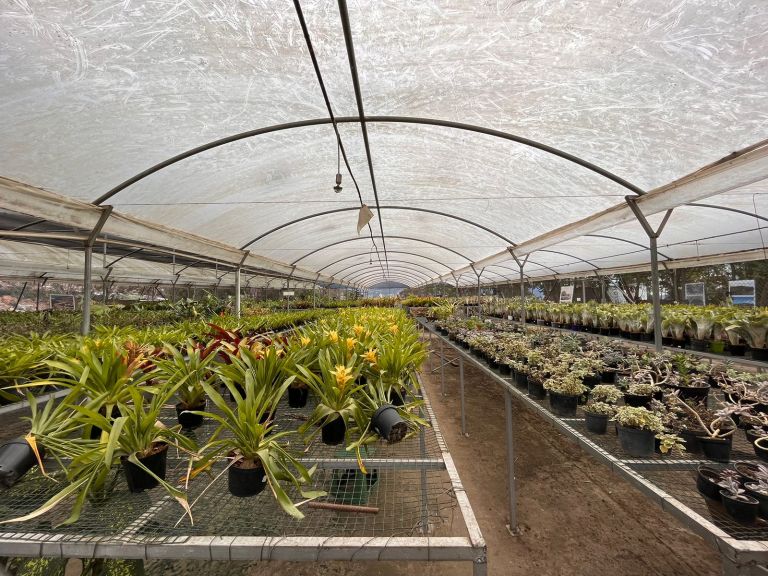 El truco de las plantas para sobrevivir a los días cortos