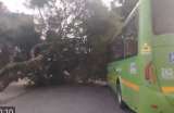 Movilidad hoy, 24 de julio: árbol cae sobre bus zonal en Fontibón