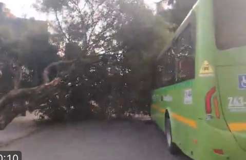 Movilidad hoy, 24 de julio: árbol cae sobre bus zonal en Fontibón