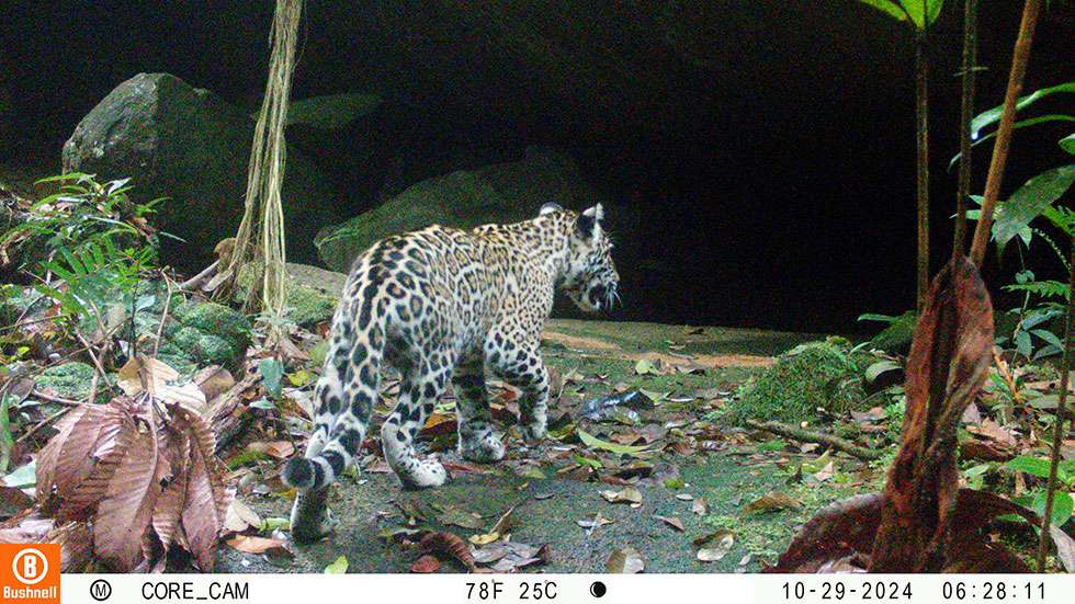 Jaguar (Panthera onca) registrado en Mitú por parte del Instituto Sinchi.