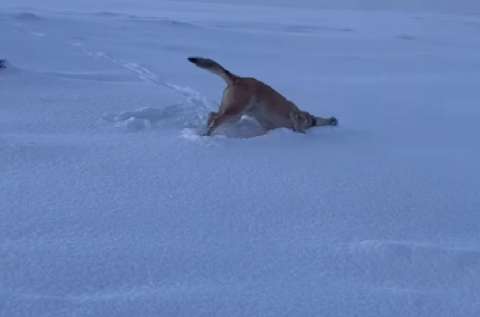 Se llevó sorpresa al recibir una foto de la guardería y ver lo que estaba haciendo su perro