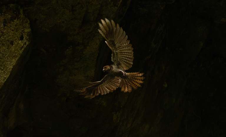 Guácharo (Steatornis caripensis) capturado en el Cañón de los Guácharos, Quindío (Colombia).