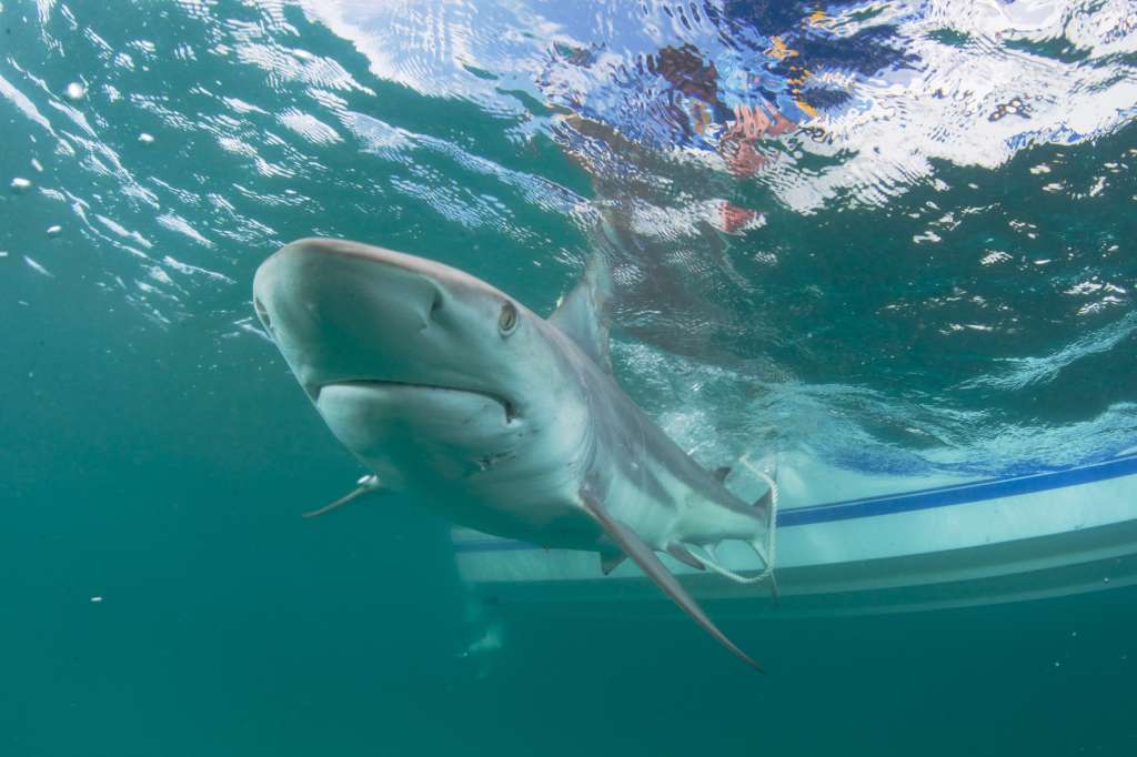 USA3608. MIAMI (ESTADOS UNIDOS), 06/02/2023.- Fotografía fechada el 16 de marzo de 2016 y cedida por la Florida Atlantic Univesity donde se aprecia un tiburón punta negra mientras nada cerca de un bote. Los 57 ataques no provocados de tiburones a humanos registrados en 2022 son la cifra más baja de la década y ello puede "reflejar la disminución global documentada" de las poblaciones de escualos en el mundo, dijo este lunes la organización científica que se encarga de recopilar estos datos. EFE/Florida Atlantic University /SOLO USO EDITORIAL /SOLO DISPONIBLE PARA ILUSTRAR LA NOTICIA QUE ACOMPAÑA (CRÉDITO OBLIGATORIO)