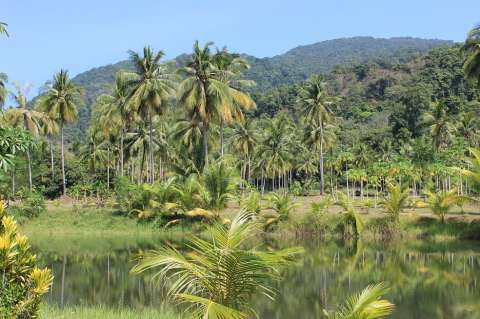 Lanzan iniciativa interreligiosa para la protección de los bosques en Perú
