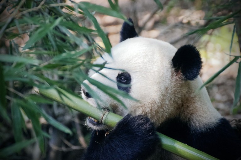 El oso panda ya no es una especie “en peligro”, dice gobierno chino