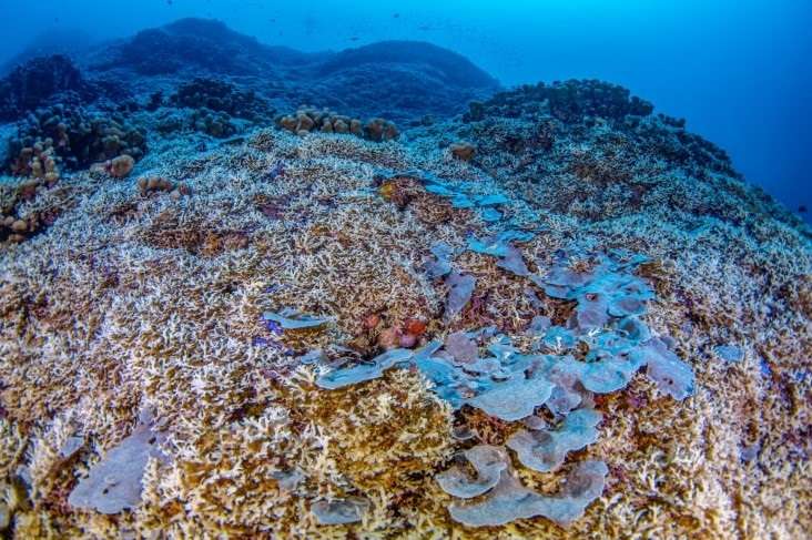 Descubierto en las Islas Salomón el coral más grande del mundo.