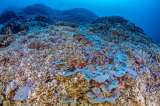 Científicos descubren el coral más grande del mundo: se puede ver desde el espacio
