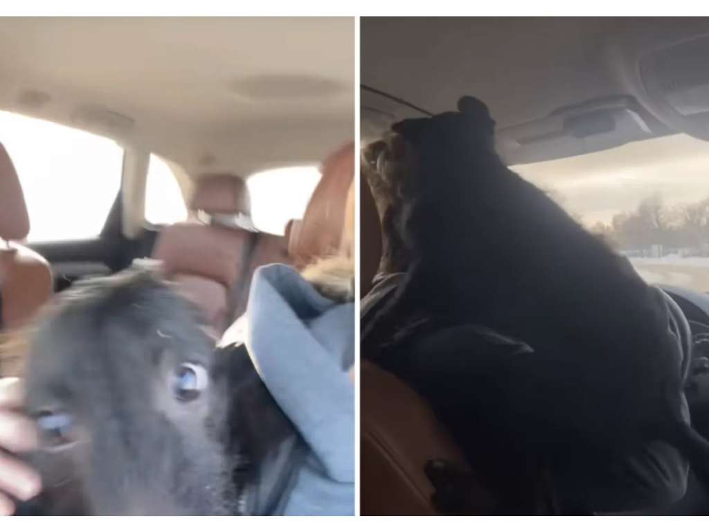 Lejos de mostrarse temeroso o exhausto, el perro exhibió un nivel de energía extraordinario.