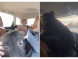 El “perro más hiperactivo del mundo”: accidentado rescate se vuelve viral en redes sociales