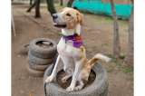 Enzo, un perro rescatado, busca una familia que le brinde el amor que se merece