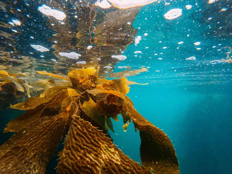 Las algas marinas podrían ayudar a la humanidad tras una catástrofe generalizada