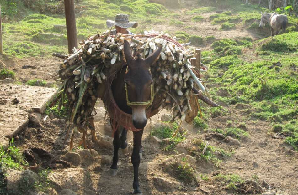 Productos derivados de la caña son la fuente de la microempresa Caña y Candela