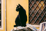 ¿Qué raza de gato es el negro?