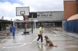 El colegio de Bogotá que se convirtió en un refugio para animales sin hogar