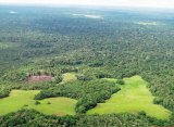 La deforestación en la Amazonia aumenta el riesgo de que aparezcan nuevas enfermedades