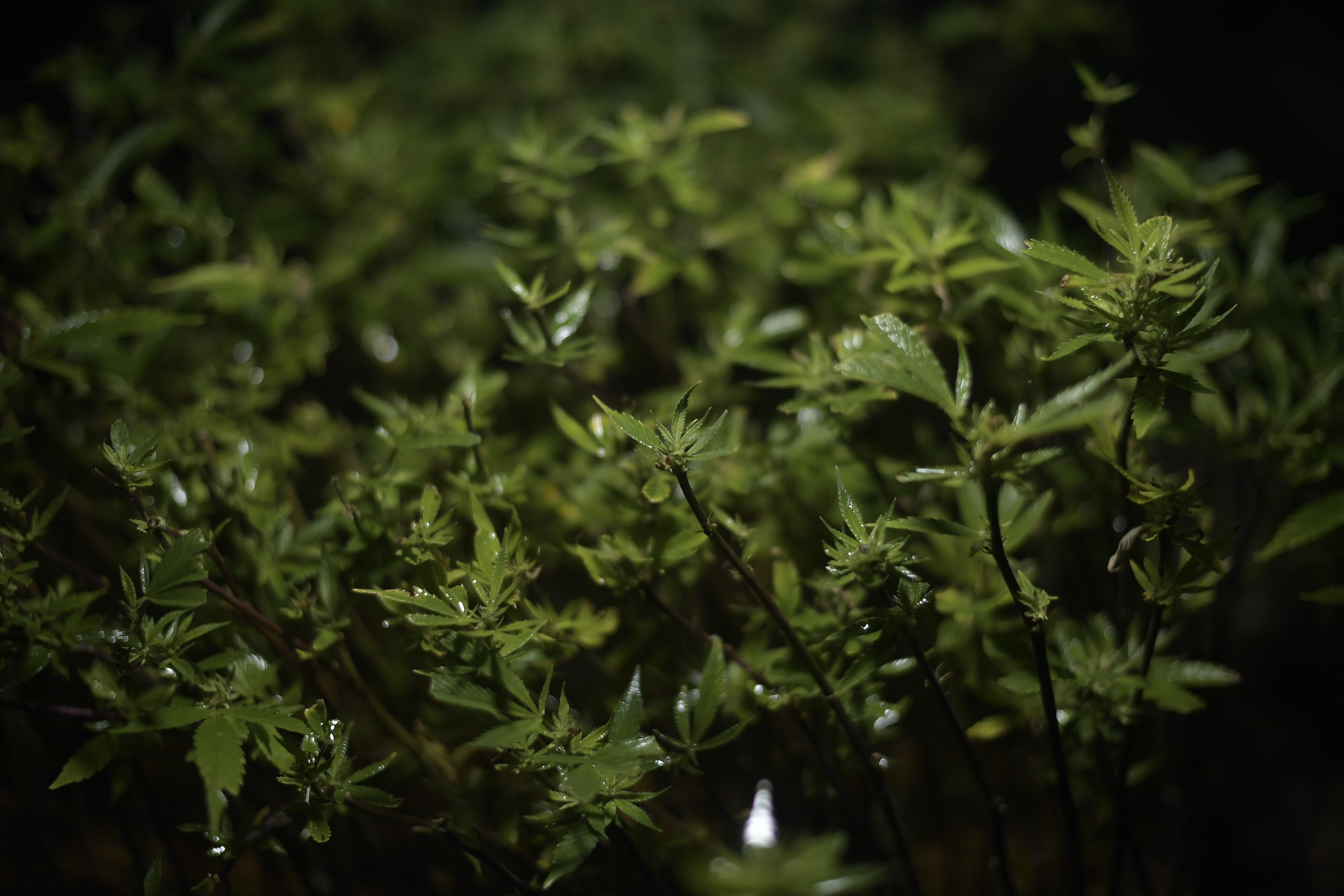 En Jambaló hay 600 personas inscritas en el gremio de cultivadores de marihuana, organización que regula el mercado de oferta y demanda para mantener un precio competitivo.