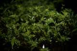 Ocupan bienes por más de 1.000 millones a red que enviaba marihuana a Chile