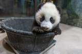 Vea estos videos de cachorros pandas (y alíviese un poco del encierro)