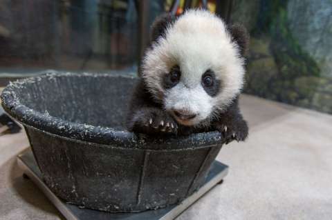 Vea estos videos de cachorros pandas (y alíviese un poco del encierro)