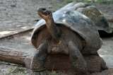 Tortuga gigante de 100 años se convierte en la madre primeriza  más vieja de su especie