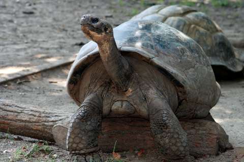 Tortuga gigante de 100 años se convierte en la madre primeriza  más vieja de su especie
