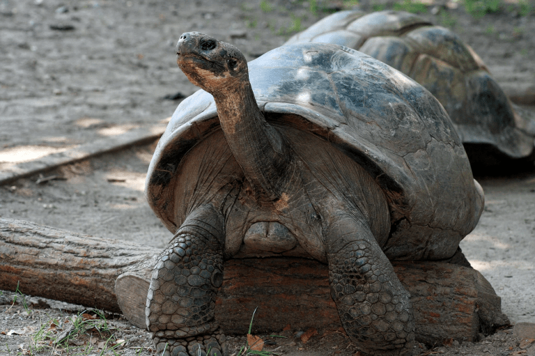Tortuga gigante de 100 años se convierte en la madre primeriza  más vieja de su especie