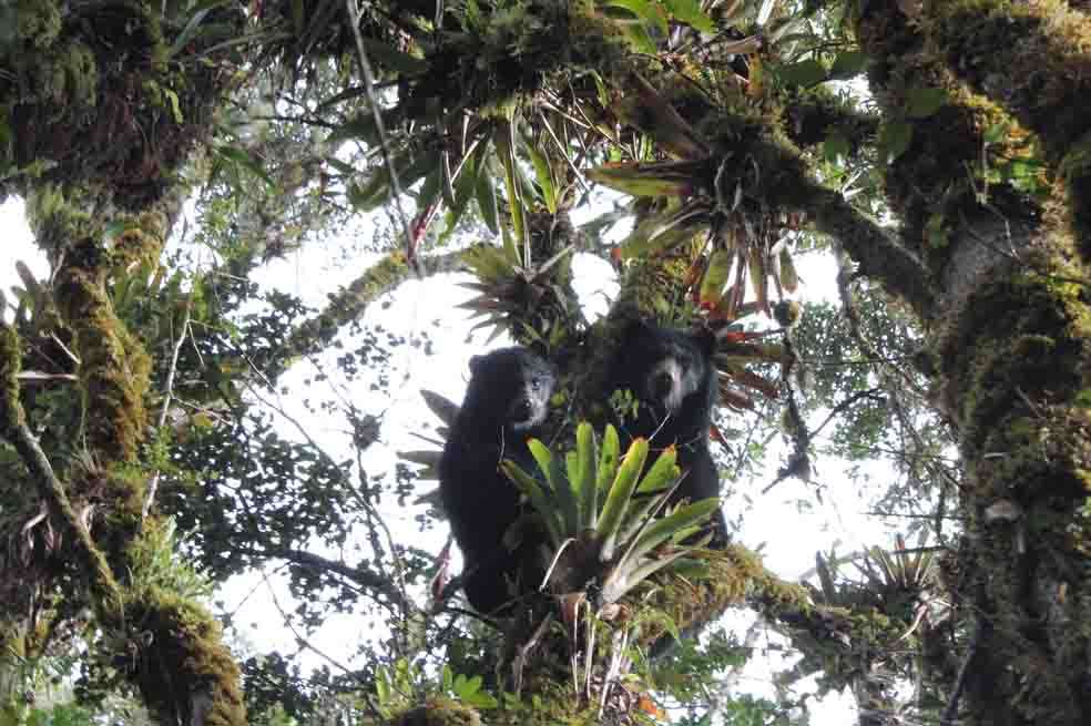 Los osos fueron fotografiados la semana pasada por Luis Linares, coordinador de manejo de fauna silvestre del Parque Chingaza.