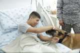 (Video) Así ayudan los perros a los soldados heridos en combate