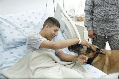 Video: perros rescatados brindan apoyo emocional a militares heridos en Arauca