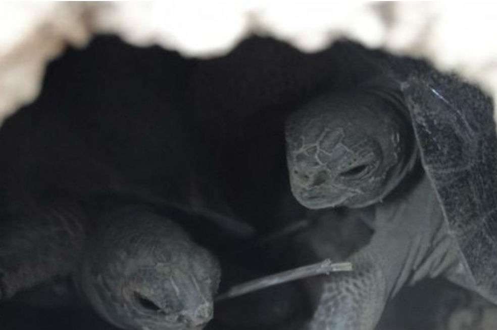 En 2015 se dieron los primeros nacimientos naturales de esta especie en peligro de extinción / EFE