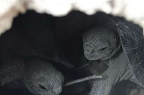 La vida renace en las islas Galápagos tras eliminar a las ratas