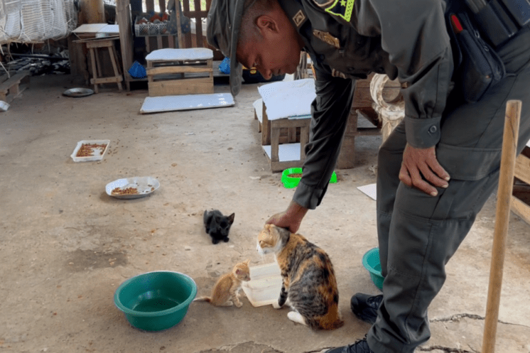 “Esperanza de los gatos”: mujer y Policía de Cartagena ayudan a felinos abandonados