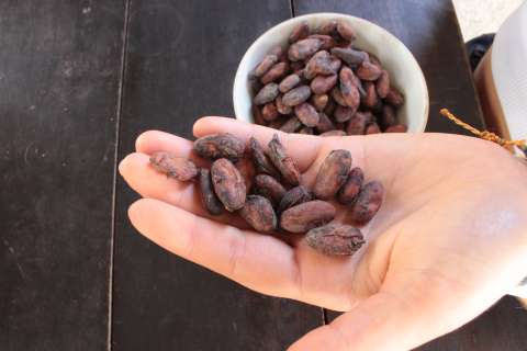 Dulce viaje: un recorrido rural que va del grano de cacao hasta la chocolatina