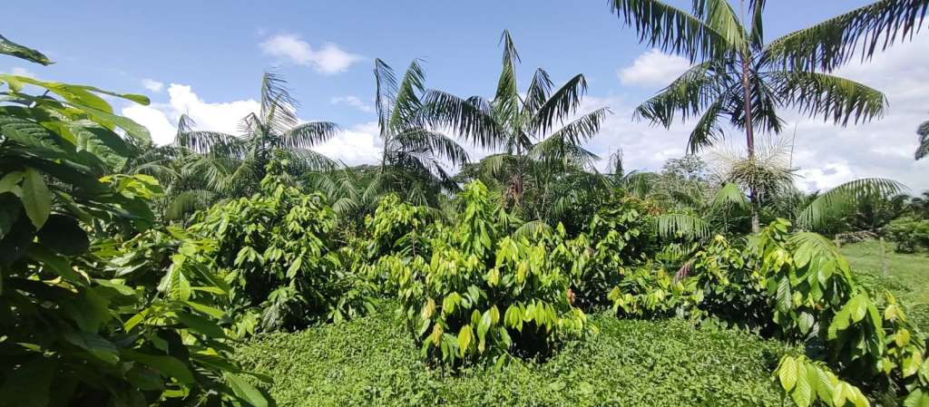 Sistema agroforestal en Tumaco (Nariño).