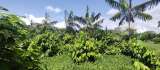 Agricultura orgánica y educación para potenciar el campo colombiano