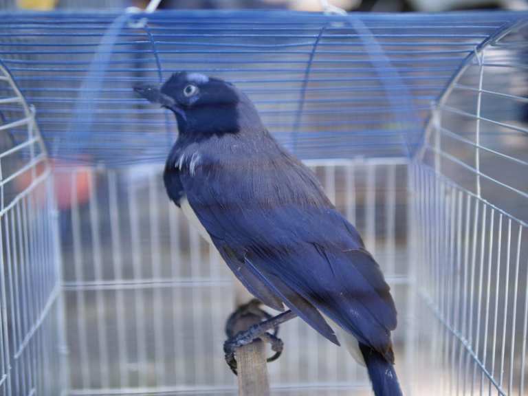 Animales silvestres que iban a ser comercializados son rescatados en Cauca