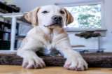 Cuidados para tu perro en tiempos de cuarentena