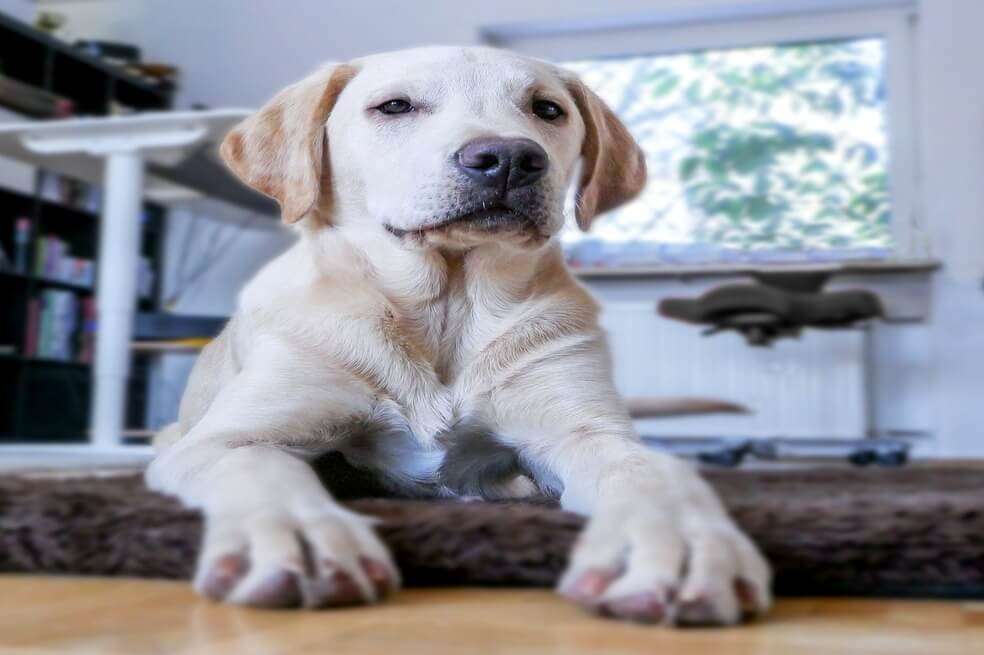 Lo autorizado en Colombia para sacar a tu perro cada día es hacerlo por un máximo de 20 minutos / Foto: Pixabay