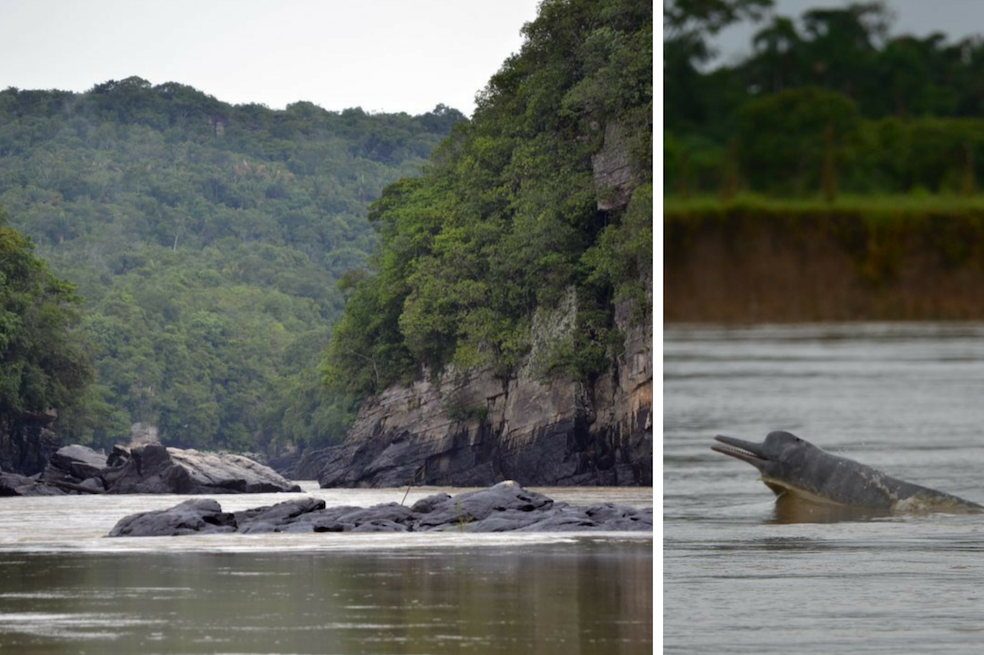 Un total de 51 delfines de río es la última estimación poblacional de esta especie realizada en el departamento del Meta. / Fundación Omacha