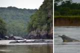 Expedición científica en el Meta registró 51 delfines de río